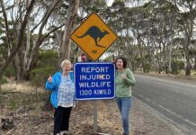 Wildlife network asks drivers on Kangaroo Island to slow down