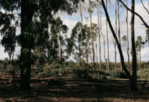 New non-profit ‘The Koala Sanctuary’ will create 500-ha conservation area