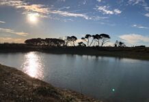 PIRSA to host farm dam field day for Kangaroo Island farmers