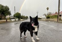 Dog and Cat Management Board reminds owners to check pets’ microchip details