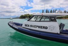 SA Government teams up with Sea Shepherd to conserve the Bight