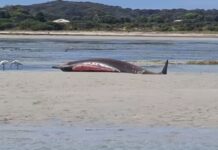 Beached whale at American River washes up again at Independence Point