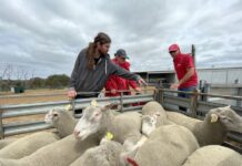 Largest annual sheep and lamb slaughter in decades as cattle female slaughter rate eases