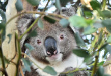 ‘Koala plague’ needs addressing: Game