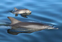Dolphins in the wild