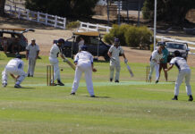 Best of the cricket action