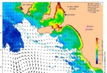 Toxic microalgae bloom off the Fleurieu Peninsula identified
