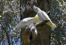Little Corella trial control program update