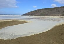 SA Karenia mikimotoi algal bloom will stick around until winds change