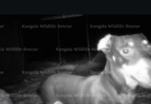 Valerie rescued after 17-month escapade captures international attention