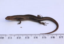 KI Research Station studies health, injury of skinks after prescribed fire