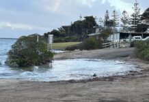 Marine algae bloom in SA waters has GPs working with SA Health