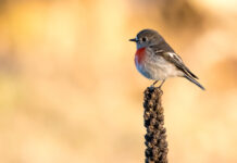 Lois Haska’s generous last gift to BirdLife Australia and KI students