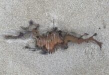 KI Council gives algal bloom update for residents following ministerial meeting