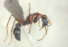 Be on the lookout for insect smugglers on Kangaroo Island