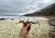 Our ocean is suffocating – a call to awareness from RAD KI