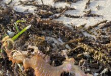 Fish kills intensify on Kangaroo Island after northerly blow