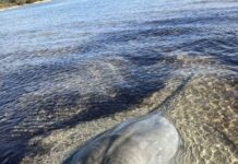 Algal bloom lingers as more sharks, rays die on Kangaroo Island