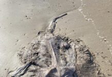 RIP majestic one! – A poem by Cynthia Fryar