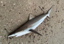 Support seafood sector and scrap fossil fuel gas subsidies in budget: Greens