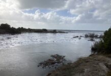 More research needed on SA algal bloom; federal government approves climate time bomb