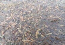 Marine life dying in Coorong as large tides wash in deadly algae