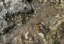 More algal blooms expected due to climate change: science forum concludes