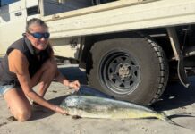 Warm-water dolphinfish washes up on Emu Bay beach, waters improve after algal bloom