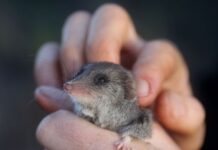 Landmark Biodiversity Act to better protect SA’s unique native flora and fauna