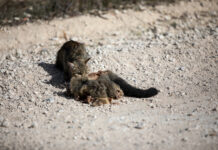 Dog and cat law reforms now allow KI landowners to deal with feral cats