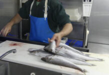 New SA commercial marine scalefish fishery harvest strategy aims for sustainable stocks