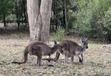 Fleurieu Peninsula kangaroo survey postponed due to unfavourable weather