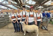 Young enthusiasts attend 2025 SA Sheep Expo: student report from KICE