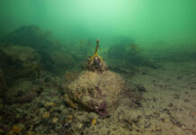 Tests to reveal extent of harmful algal bloom, samples indicate presence in West Lakes