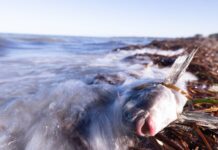 Fishers, tourism operators and councils updated on the ongoing algal bloom