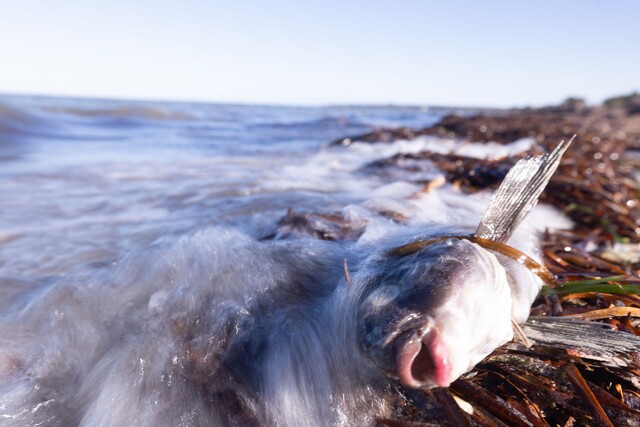 Fishers, tourism operators and councils updated on the ongoing algal bloom