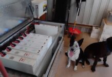 New Training Centre for Battery Recycling headquartered at University of Adelaide