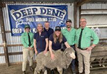 Deep Dene Berry Partners Poll Merino Stud gearing up for 2025 ram sale