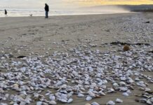 SA’s destructive algal bloom forecast to persist due to warming gulf waters