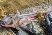 Hanson-Young, SA Greens call for action on devastating algal bloom