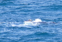 Entanglement concerns after southern right whale mother and calf spotted near KI fishing activity