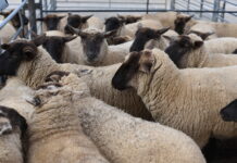 Electronic sheep ID transition supported under new drought support measures