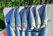 Algal fish consumption warnings amid some positive signs on KI