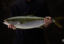 Yumbah Aquaculture takes over Spencer Gulf kingfish farmer Clean Seas