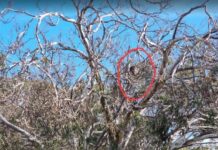 Koala population ‘demands government action’, says Game MLC