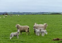 Learn about the latest game-changing technologies in agriculture