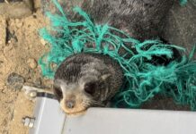 A rescue I’ll never forget: KI tour guide Nikki Redman