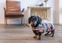 Famous KI survivor dachshund Valerie now leads way for pet loss prevention