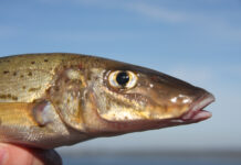 State government provides fee relief for commercial fishers, aquaculture and charter boat operators impacted by algal bloom