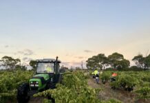 Domestic demand the focus of South Australia’s new wine plan
